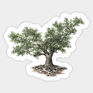 May birthday fig tree Sticker